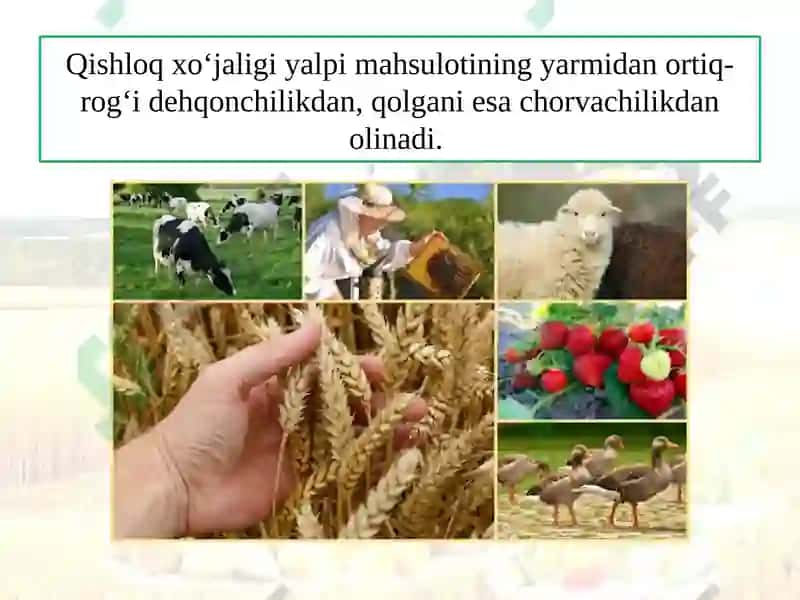 DEHQONCHILIK 2