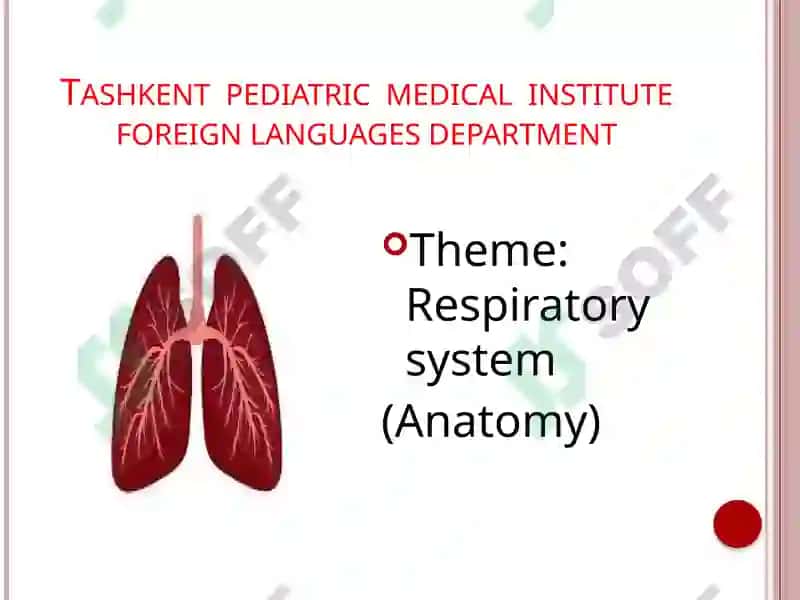 Respiratory system (Anatomy) 2