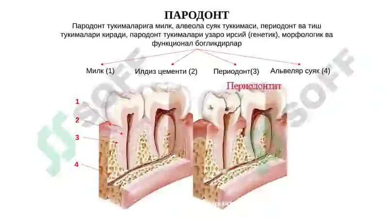 Пародонтонтология 2