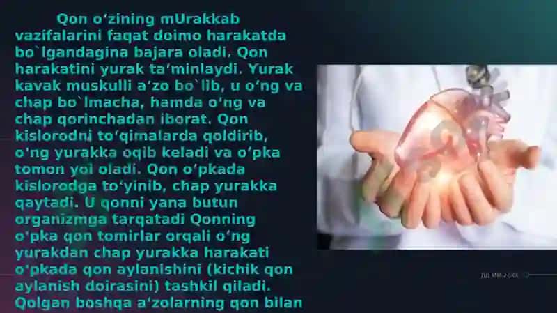 QON AYLANISHI. YURAK MUSKULLARI 2