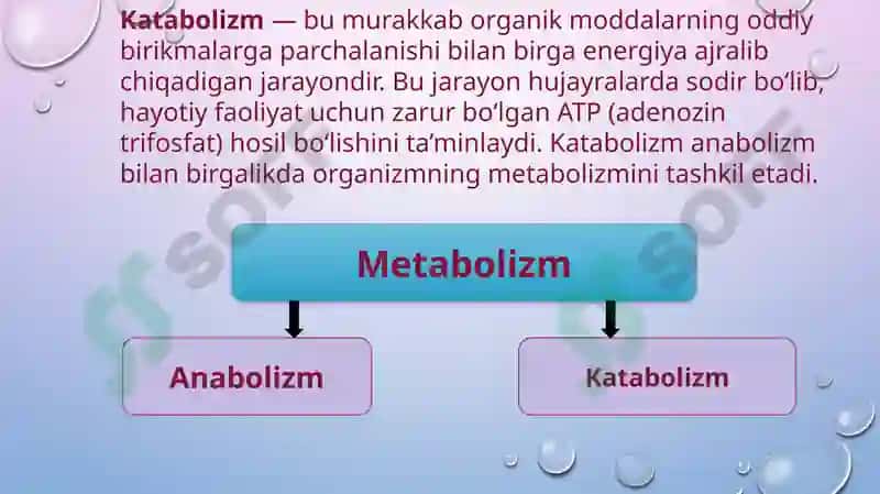 Katabolizmning umumiy  yo‘llari 2
