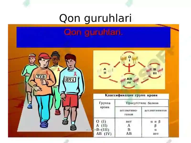 Qon guruhlari 2