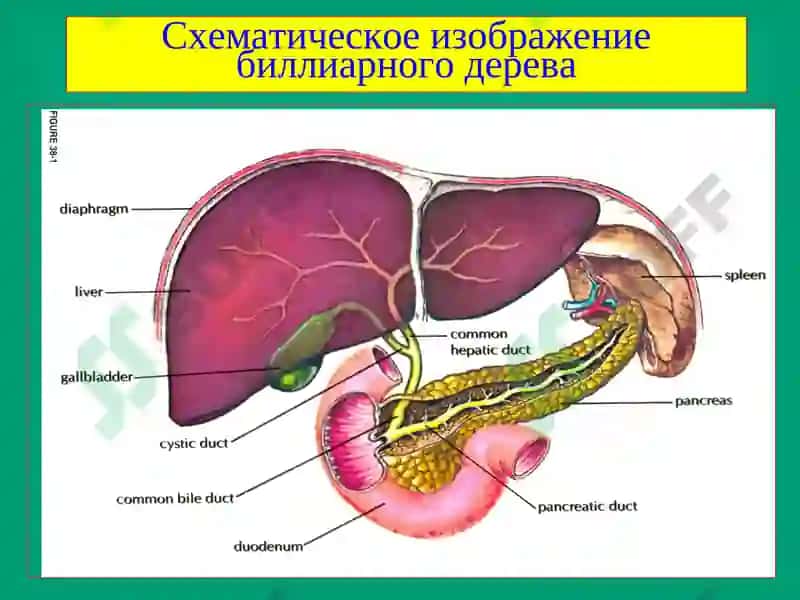 Хирургические заболевания печени 2