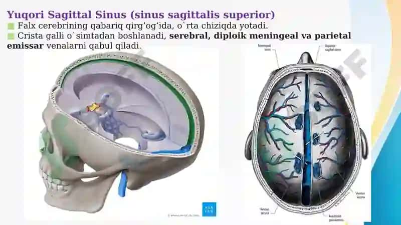 MIYANING VENOZ SINUSLARI VA BOSH MIYA QON TA’MINOTI  Миянинг веноз синуслари ва бош мия кон таминоти 2