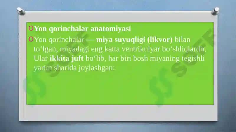 Yon qorinchalar anatomiyasi 2