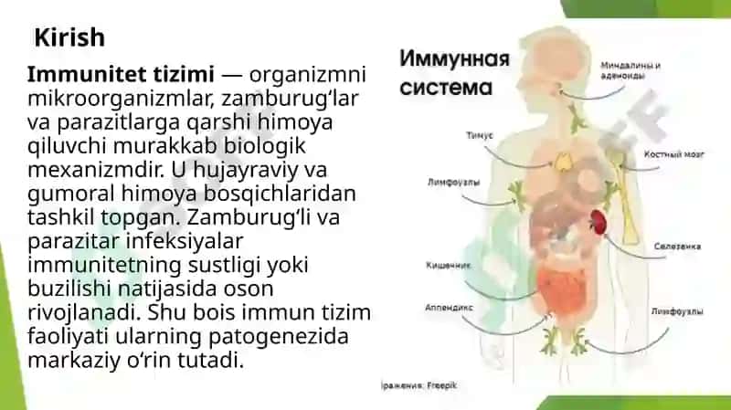 Imunitet tizimi faoliyati bilan zamburug'li va parazitar kasalliklar kelib chiqishidagi bog'liqliklar 2