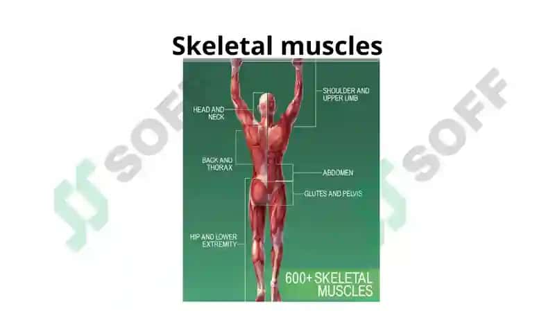 Muscular system of human being 2