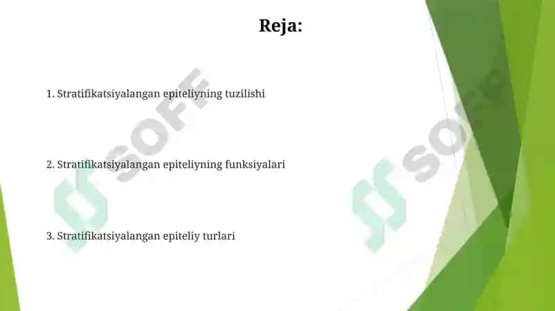 Bezli epiteliysining tuzilishi va vazifalari 2