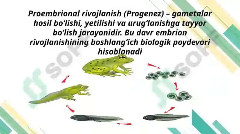 Proembrional va embrional rivojlanishning umumiy qonuniyatlari(Progenez) 2