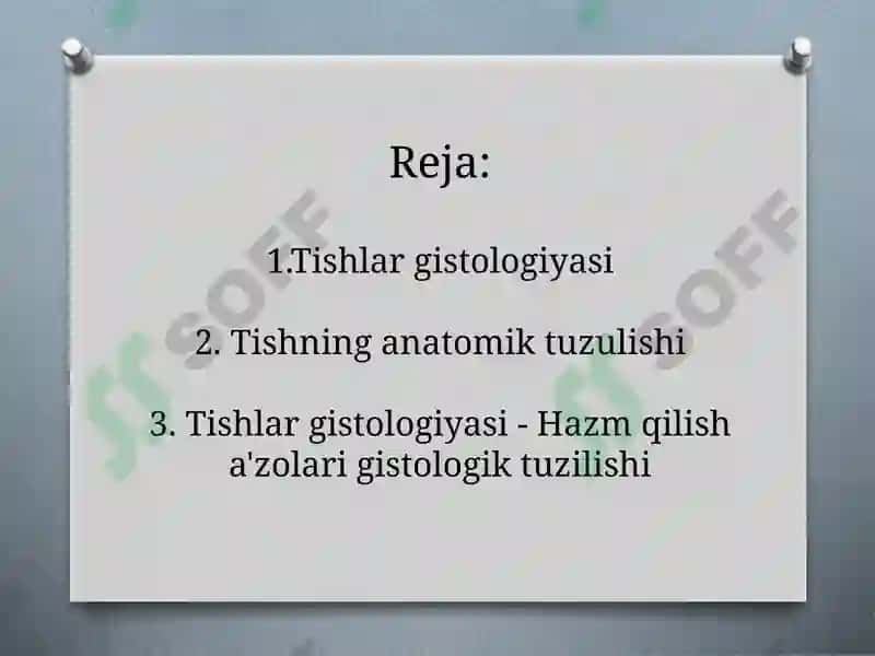 Tishlaranatomiyasi va gistologiyasi 2