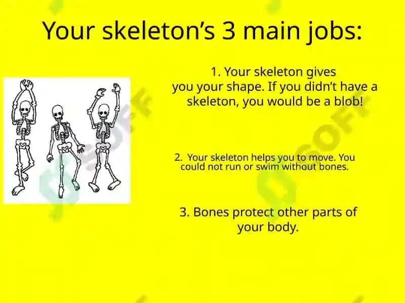 Humanskeleton 2