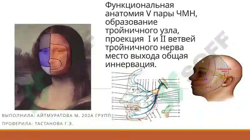 Тройничный нерв (лат. nervus trigeminus) 2