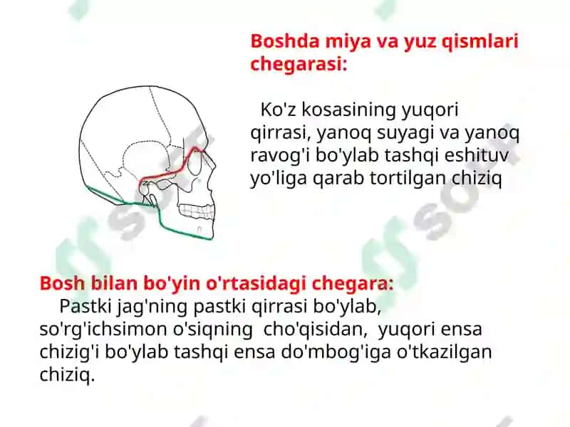 Boshning miya qismi topografik anatomiyasi va operativ xirurgiyasi. Peshona, tepa, ensa, chakka, quloq va so‘rg‘ichsimon sohalar. Shipo uchburchagi va uning klinik axamiyati. Bosh soxasidagi kesma turlari. Trepanatsiya turlari 2