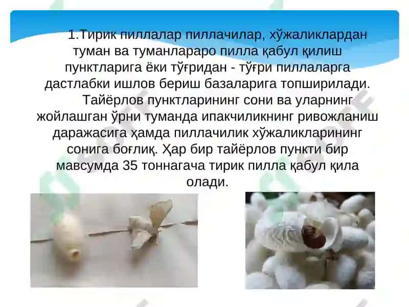 Тирик пиллаларни қабул қилиш 2