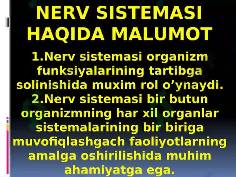 Nerv sistemasi, Bosh miya. 2
