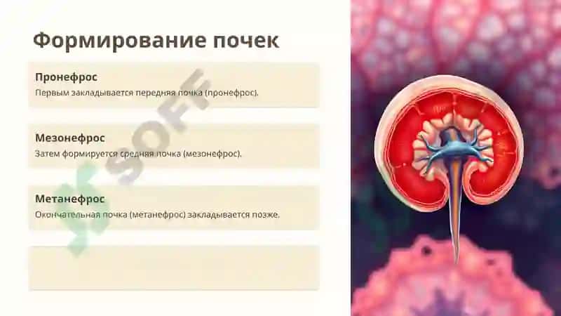 эмбриогенез мочеполовых органов 2