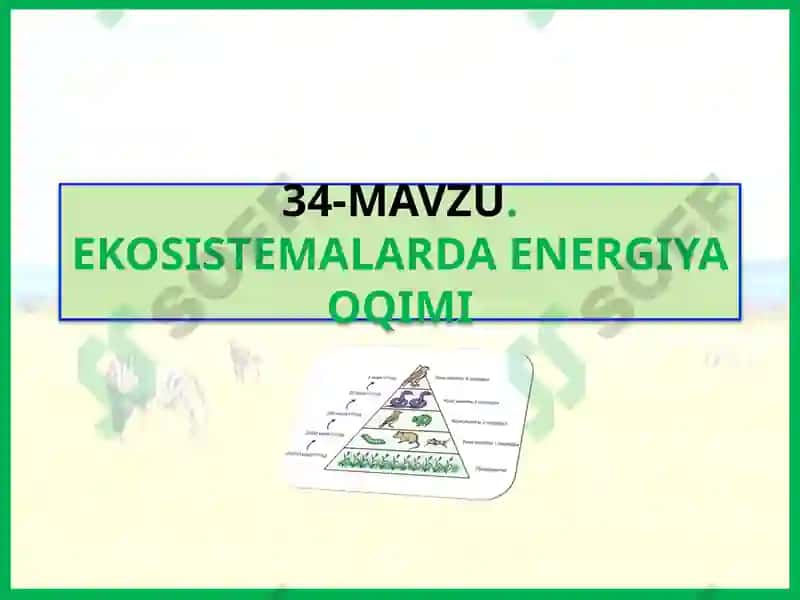 EKOSISTEMALARDA ENERGIYA OQIMI 2