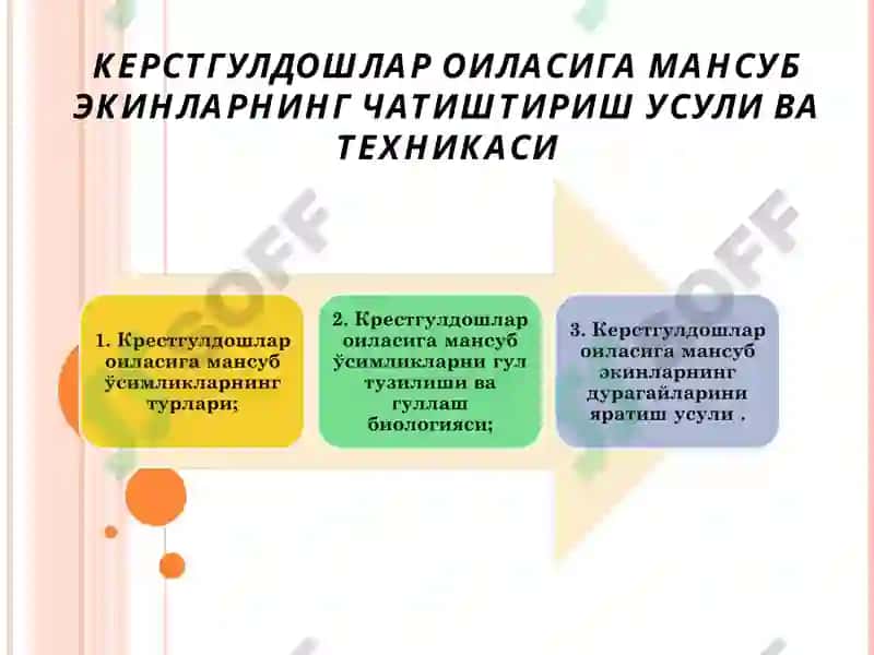 КЕРСТГУЛДОШЛАР ОИЛАСИГА МАНСУБ ЭКИНЛАРНИНГ ЧАТИШТИРИШ УСУЛИ ВА ТЕХНИКАСИ 2