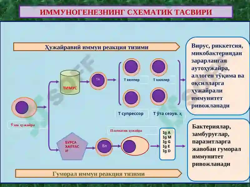 ИММУНОПАТОЛОГИЯ ЖАРАЁНЛАРИ 2