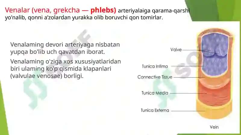 Venoz tizimining funktsional anatomiyasi 2