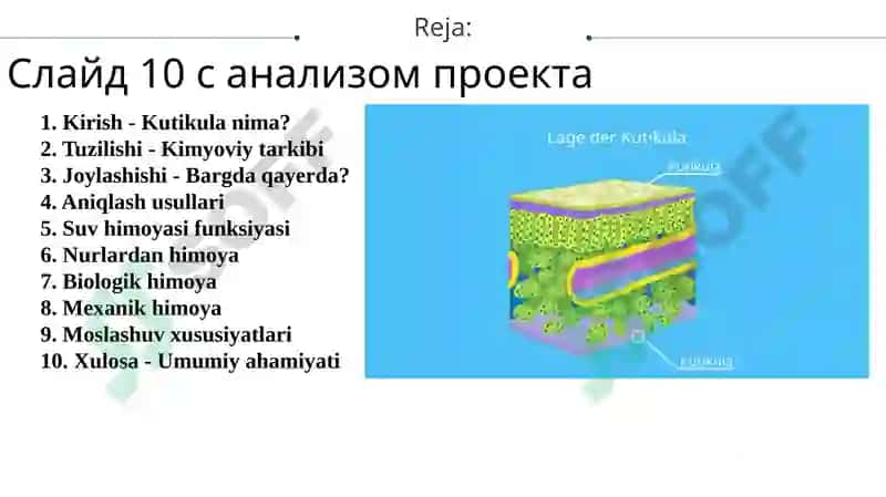 Barglarning sirtida joylashgan kutikulani aniqlash va uni himoya organi sifatida tushuntirish 2