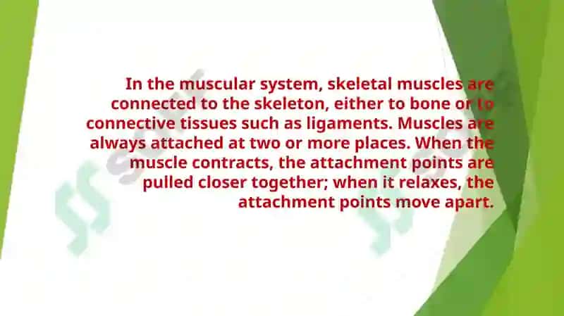 Muscular system of a human being 2