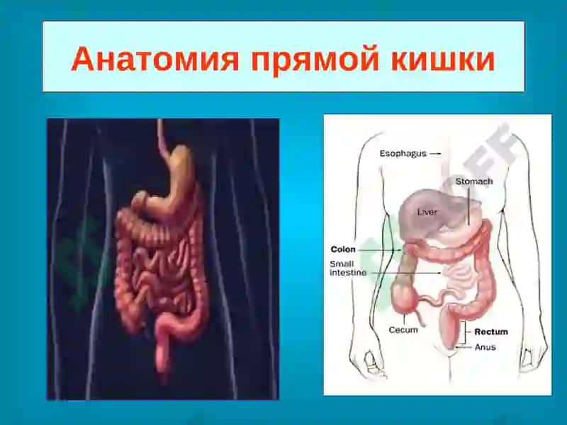 Анатомия прямой кишки 2