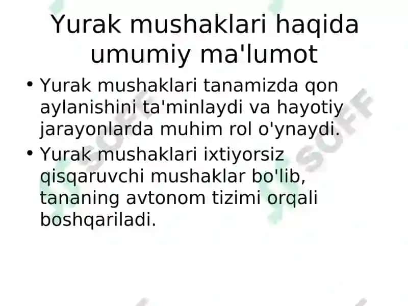 Yurak mushaklari tuzilishi 2