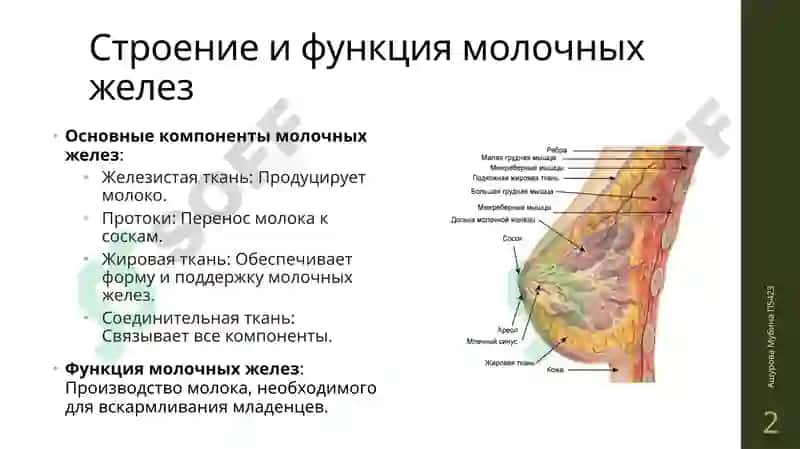 Управление молочными железами, возрастные изменения молочных желез 2