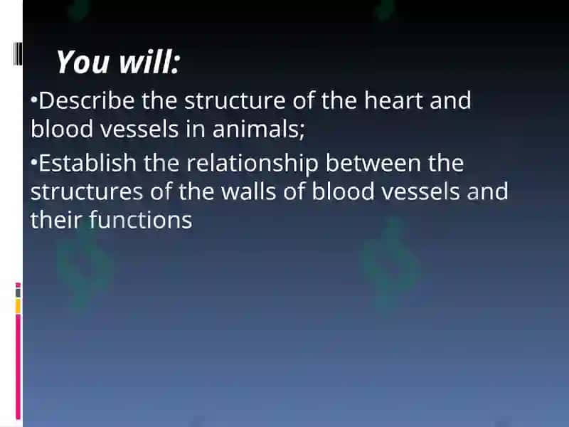 Circulatory System Presentation 2