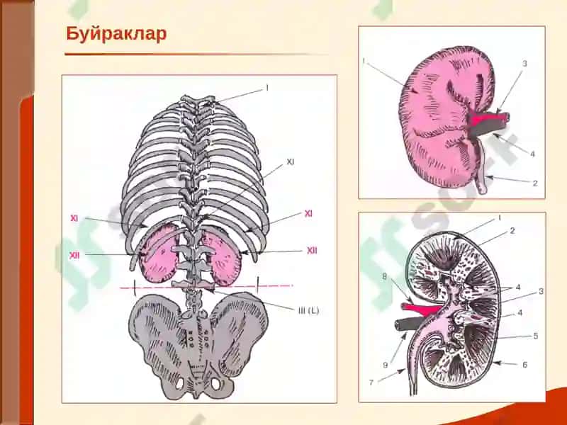 Буйрак Касалликлари 2