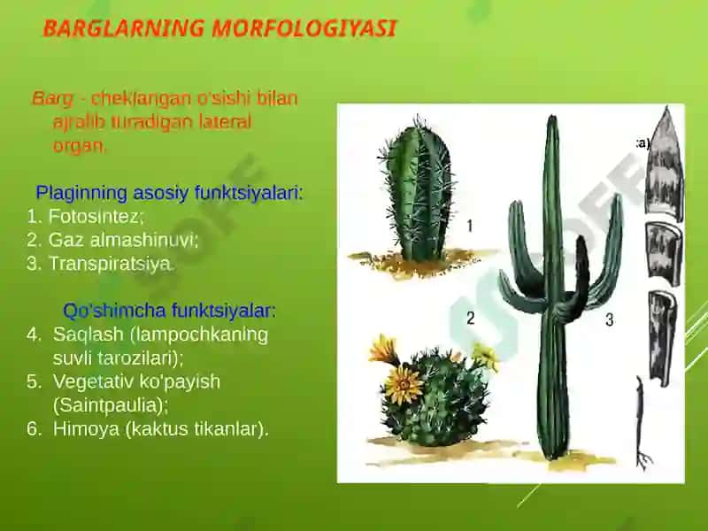 Bargning anatomik tuzilishi 2