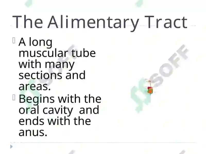 The Alimentary Tract 2