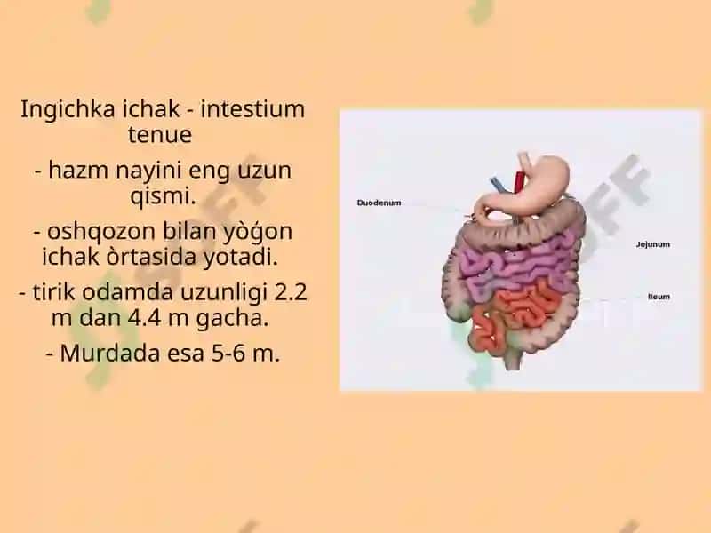 Ingichka ichak, uning qismlari, rivojlanishi, funksiyasi va topografiyasi.  Yoģon ichak , uning qismlari, rivojlanishi,  topografiyasi va funksiyasi.  Togri ichak qismlari,  sfinkterlar, tuzilishi, topografiyasi. 2