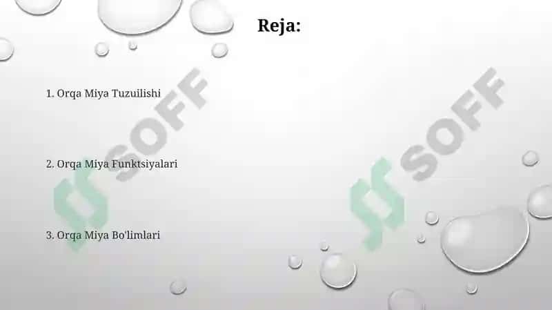 Orqa miya anatomiyasi 2