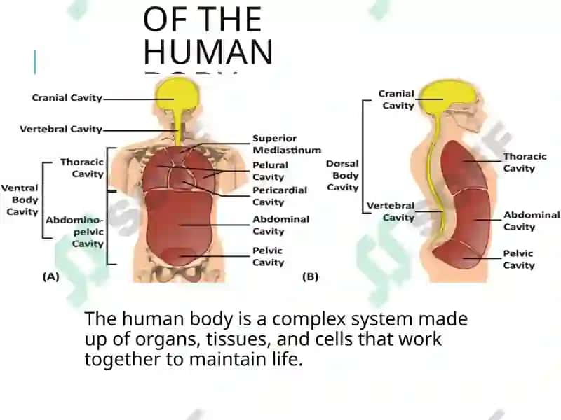 Human Body and Lifestyle 2