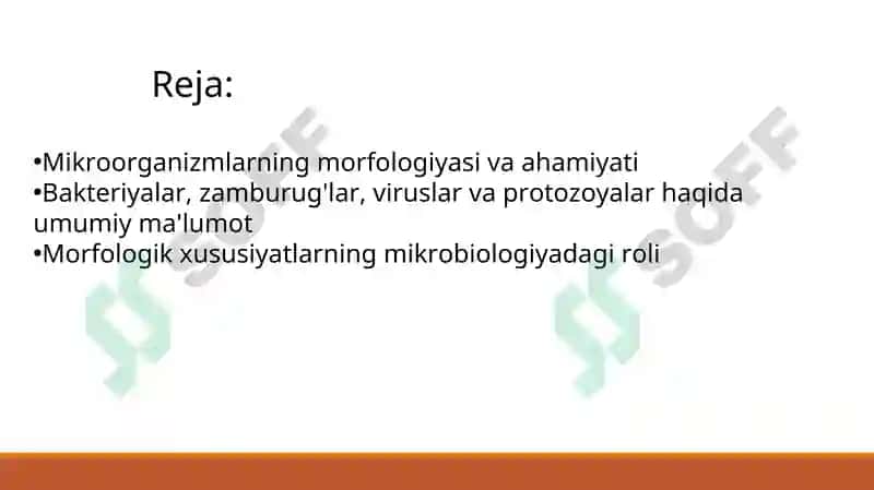 Turli morfologik guruh mikroorganizmlarga tavsif 2