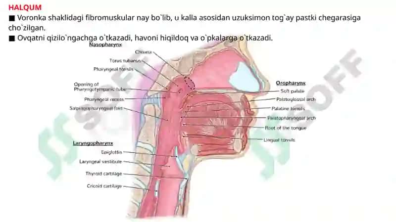 HALQUM, HALQUM QISMLARI, HALQUM INNERVATSIYASI, QON TOMIRLARI, HALQUM MUSKULLARI,   VA YUTINISH AKTI. 2