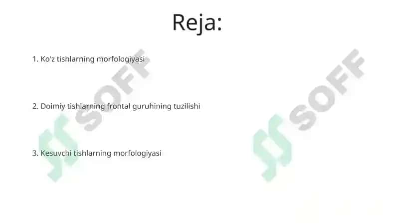 Doimiy tishlovdagi frantal guruh tishlarning tuzulishi 2