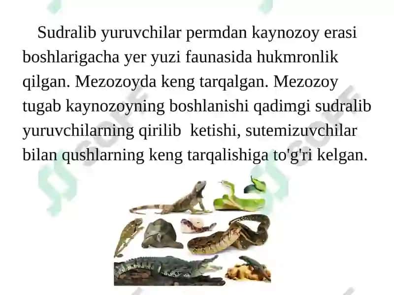 Sudralib Yuruvchil Ar (Reptilia) Sinfining Sistematikasi 2
