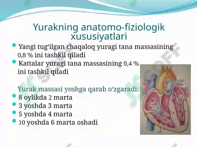 BOLALARDA YURAK-QON TOMIR TIZIMINING ANATOMO-FIZIOLOGIK XUSUSIYATLARI 2