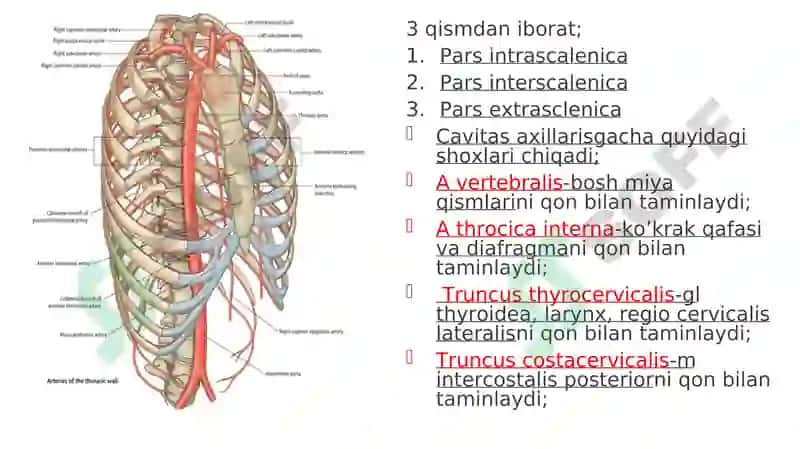 A subclavicula-O’mrov osti arteriyasi 2