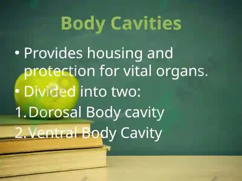 Body systems and body cavities 2