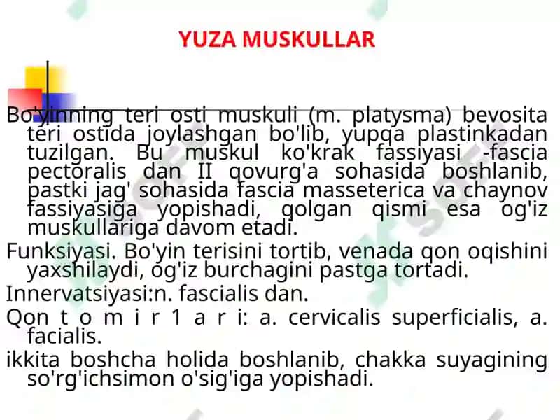 BO'YIN MUSKULLARI 2