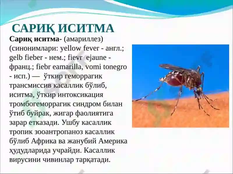 Сариқ иситма 2