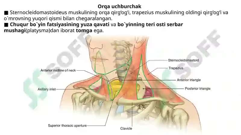 Bo’yin uchburchaklari va suyakalari, Bo’yin mushaklari. 2