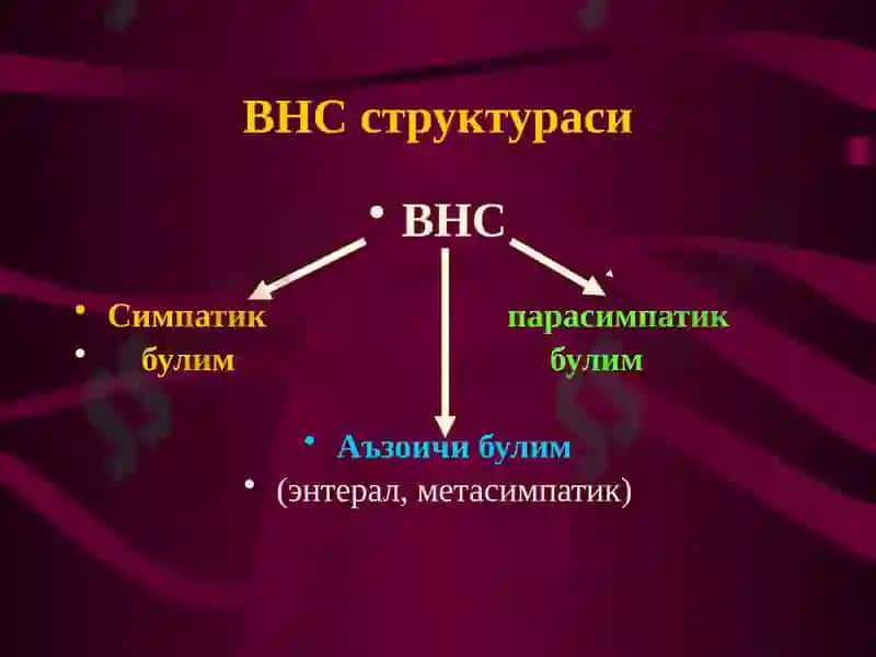 Вегетатив нерв тизими. Симпатик ва парасимпатик нервлар 2