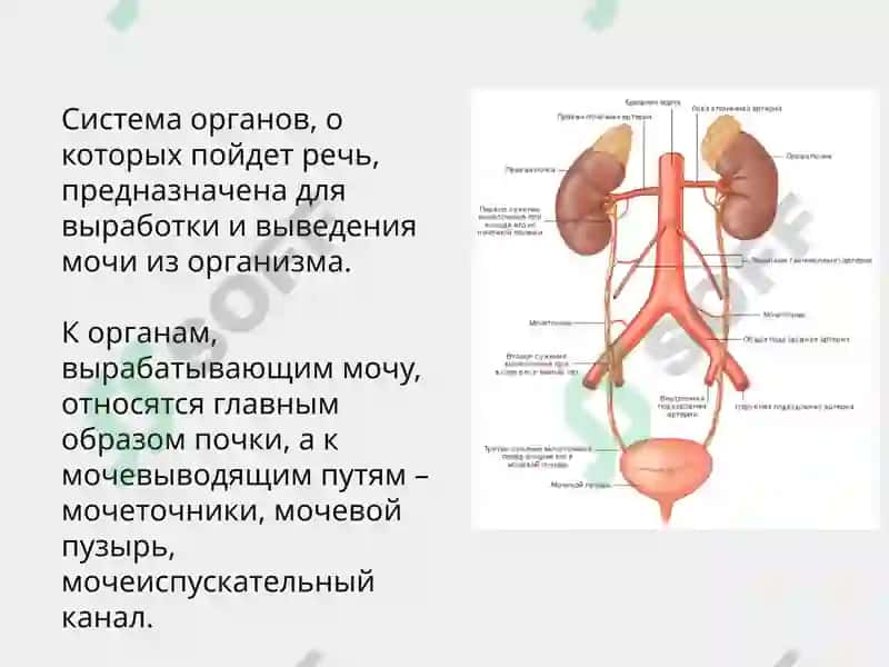 Функциональная анатомия мочеполового аппарата 2