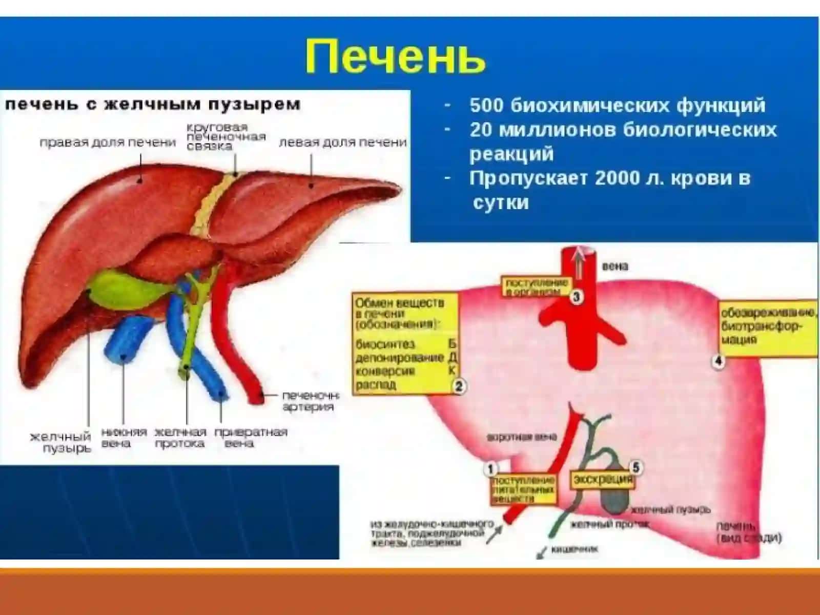 Биохимия печени 2