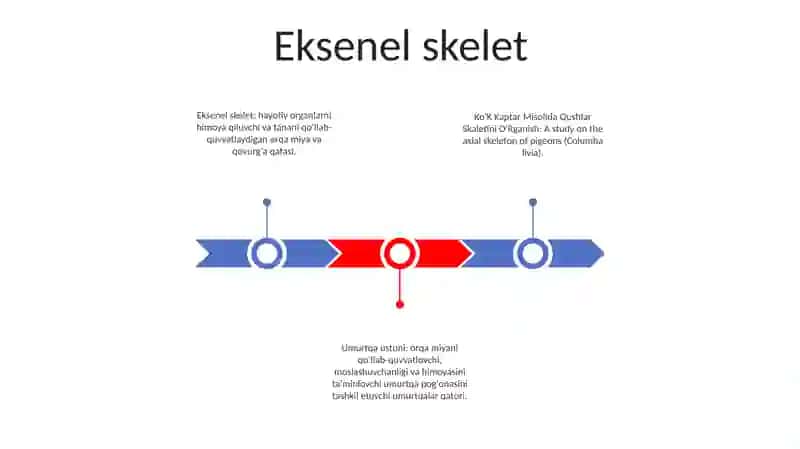 Ko'K Kaptar Misolida Qushlar Skaletini O'Rganish 2